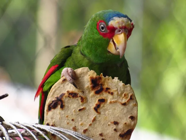 Load image into Gallery viewer, Caramelo Sonoran-Style Pork Fat Tortillas (12 ct.)